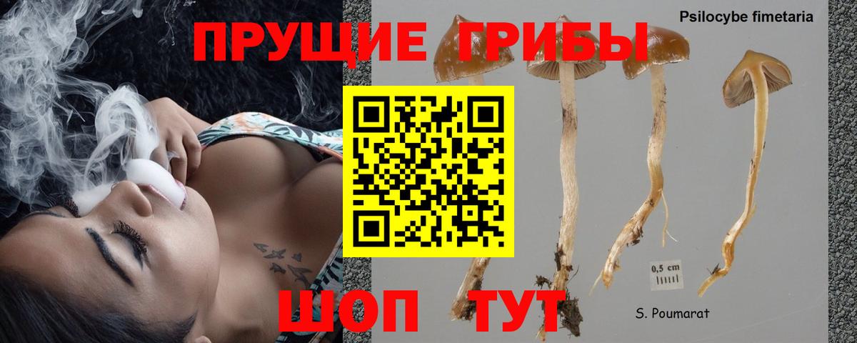 Галлюциногенные грибы Psilocybine cubensis  Вход с VPN  Вичуга 